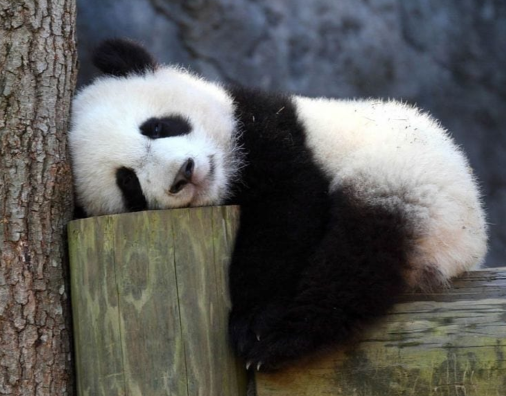 A panda sleeping